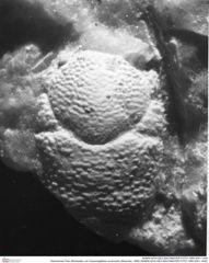 Historisches Foto (Rückseite) von Cracensigillatus acutirostris (Moericke, 1889) (NHMW-AFW-GEO-BACHMAYER-FOTO-1990-0041-1448)